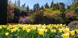 Butchart Gardens