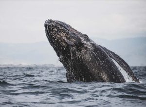 humpback whale breaching - whale watching