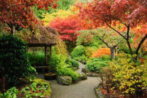 bright orange leaves on Japanese Maple trees and lots of lush greenery in the Japanese Garden at Butchart Gardens