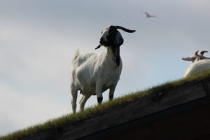 white goat with a brown head standing on a grassy roof on a sunny day