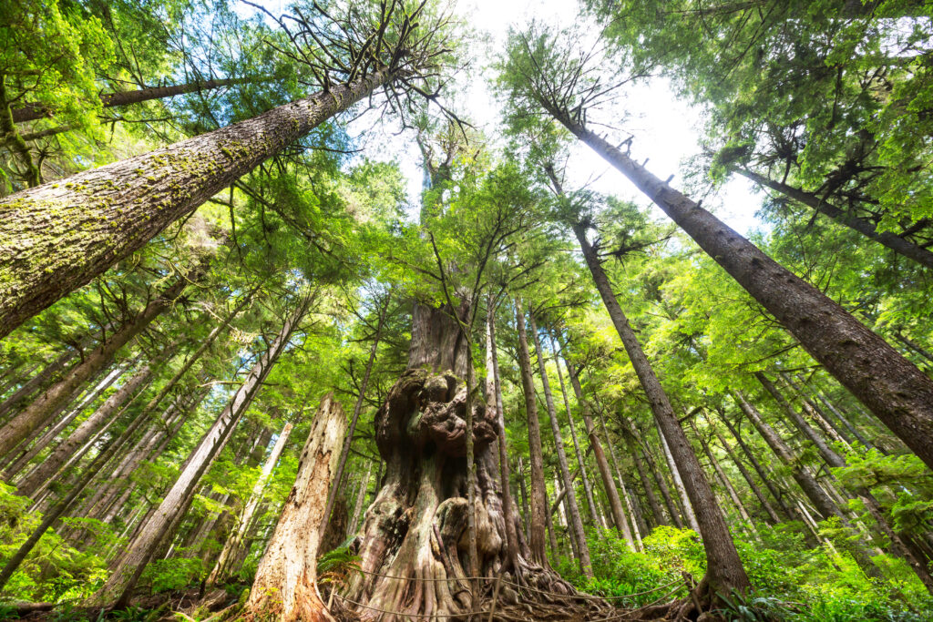 view from the ground up to the canopy of old growth trees in Cathedral Grove