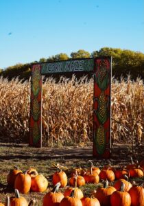 fall corn maze with pumpkins on the ground