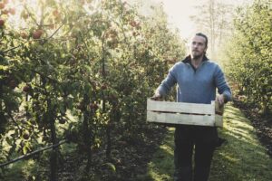 Man standing in apple orchard, holding crate with apples. Apple harvest in autumn.