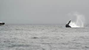 whale watching on a cloudy, stormy day in the winter