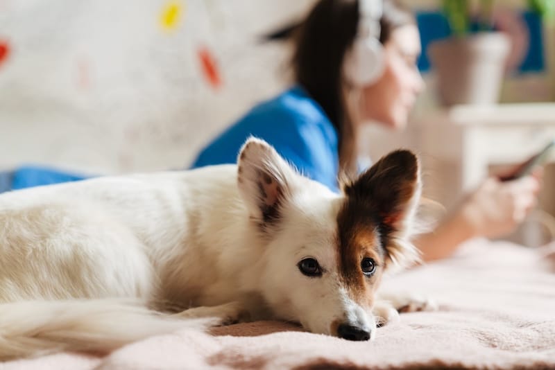 Focused girl in headphones using mobile phone while lying with her dog on bed at home