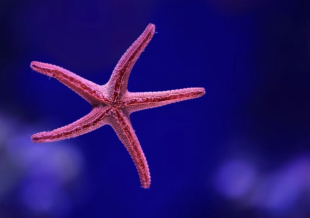 Sea School with Explorer Lab