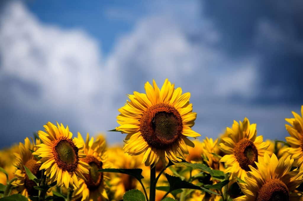 Saanichton Sunflower Festival